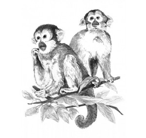Malování podle čísel SKICOVACÍMI TUŽKAMI Opičky